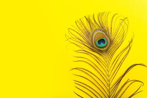 Blue Green Gold, Iridescent Blue, Photo Beautiful, Peacock Feather, Yellow Background, Premium Photo, Green Gold, Blue Green, Stock Photos