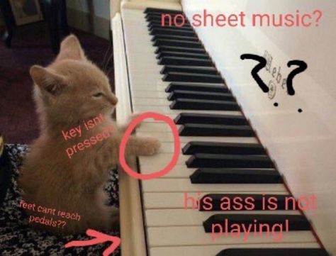 Cat Playing Piano, Cat Piano, Fluffy Cat Breeds, Cat Silly, Drunk Cat, Silly Cars, Playing The Piano, Silly Cats Pictures, Silly Animals