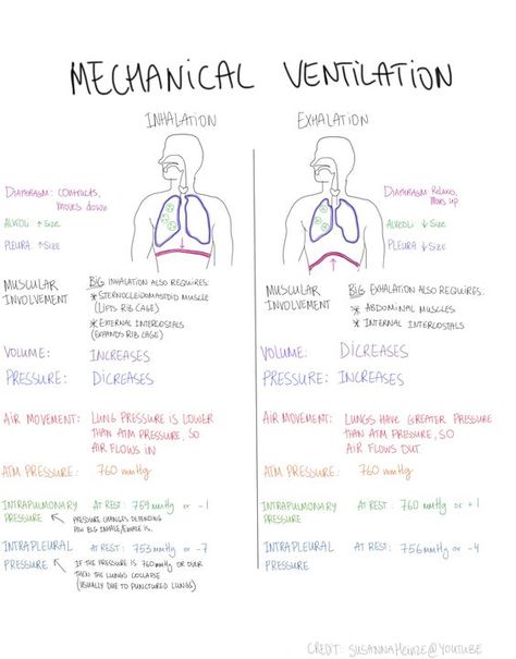 Mnemonics for Nursing Assessment of the Respiratory System. Description from pinterest.com. I searched for this on bing.com/images Respiratory Therapist Student, Respiratory Therapy Student, Penyakit Jantung, Nurse Study Notes, Nursing Mnemonics, Mechanical Ventilation, Pulmonology, Respiratory Care, Nursing School Survival