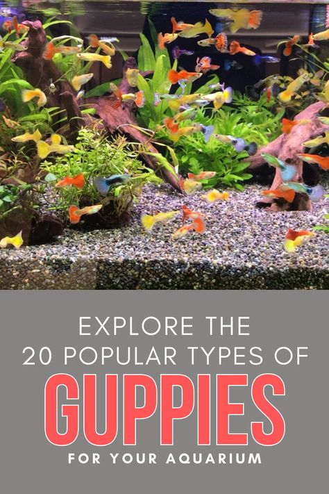 Guppies Guppy Fish, Fresh Water Fish Tank, Baby Octopus, Freshwater Aquarium, Freshwater Fish, Tropical Fish, Fish Tank, Fresh Water, Need To Know