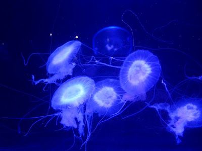 Amakusa Jellyfish Amakusa Jellyfish, Amakusa, Love Pet, Jellyfish, Fish, Japan, Animals