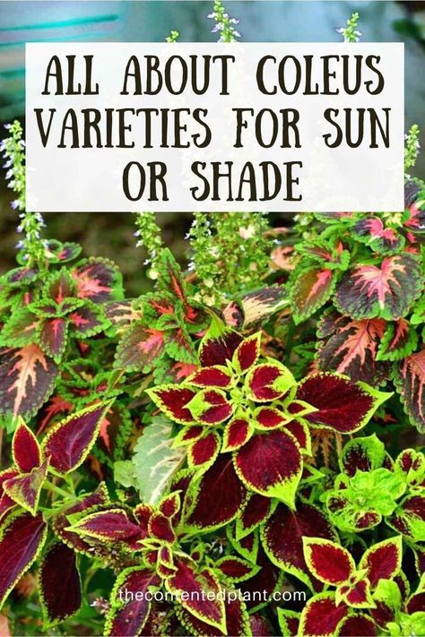 all about coleus varieties for sun or shade-pin image Coleus Pots, Coleus In Pots, Coleus Containers, Coleus Care, Coleus Varieties, Corner Garden Ideas, Coleus Plants, Coleus Plant, Shade Annuals