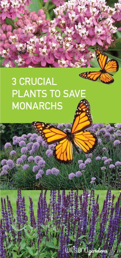 Monarch Waystation, Raising Monarch Butterflies, Raising Butterflies, Butterfly Food, Flowers That Attract Butterflies, Monarch Butterfly Garden, Butterfly Feeders, Attracting Butterflies, Butterfly Garden Plants