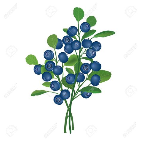 Blueberry illustration Bush Illustration, Blueberry Branch, Nc Tattoo, Sloe Berries, Blueberry Bush, Travel Ornament, Branch Vector, Berry Bushes, Blueberry Bushes