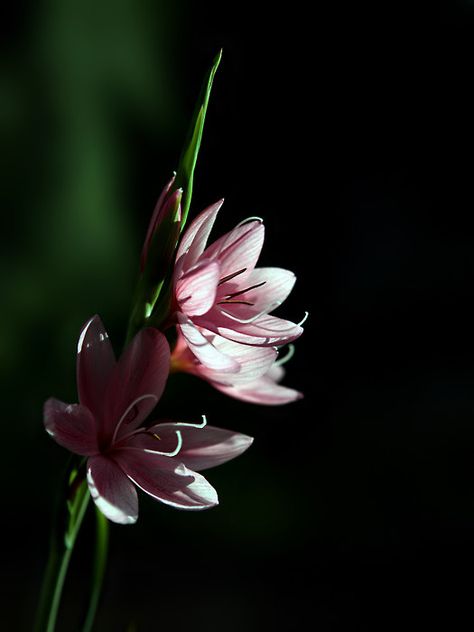 Pink Kaffir Lilies 2 by TruemarkPhotography on DeviantArt Kaffir Lily, Photo Art, Lily, Deviantart, Flowers, Pink, Quick Saves, Art