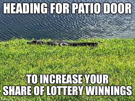 Lottery Meme 1 Meme Show, Patio Door, Patio Doors, Bones Funny, The Words, Alligator, Lawn, Pool, Patio