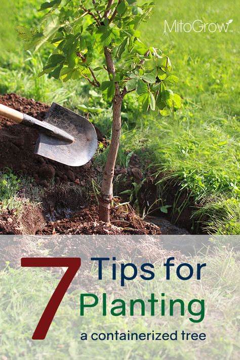 This time of year can be a great time to plant trees! You can help your tree reach its full potential by starting it out right with the seven helpful tips we've shared on our blog for planting a containerized tree. Click here to learn more! Planting Fruit, Planting Fruit Trees, Homeowner Tips, Growing Rosemary, Fall Gardening, Winter Gardening, Spring Gardening, Planting Tips, Planting Trees