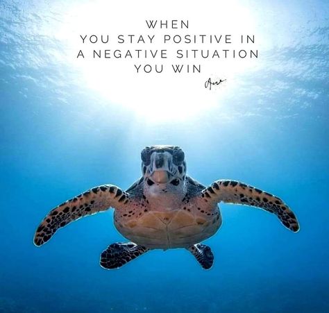 Turtle Quotes Inspiration, Cidp Awareness, Sea Turtle Quotes, Turtles Quotes, Infinity Quotes, Turtle Quotes, Hawaiian Sea Turtle, Amazing Inspirational Quotes, Turtle Love