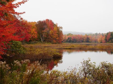 Fall In Maine, Fall Leaves Aesthetic, Maine Fall, Fall Mood Board, Autumn Magic, Season Of The Witch, Fall Feels, Best Seasons, Autumn Cozy