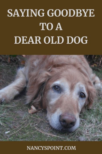 Old Dog Quotes, Losing A Pet Quotes, Miss My Dog, Dog Poems, Dog Remedies, Elderly Dogs, Dog Died, Old Dog, Do The Right Thing