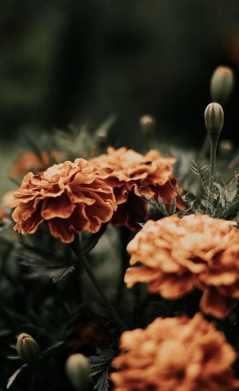 May Flower Wallpaper, Fall Plants Aesthetic, Autumn Asthetics Photos, Soft Moody Aesthetic, Fall Apple Watch Wallpaper Aesthetic, Autumn Flowers Aesthetic, Fall Nature Wallpaper, September Flowers In Season, Fall Flowers Aesthetic