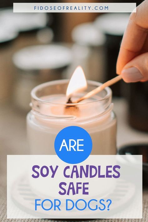 Are Soy Candles Safe For Dogs? Here's What To Know - Fidose of Reality Dog Safe Simmer Pot, Safe Candles, Dog Candle, Cinnamon Oil, Soy Candle Making, Candles Diy, Paraffin Candles, Candle Safety, Flameless Led Candles