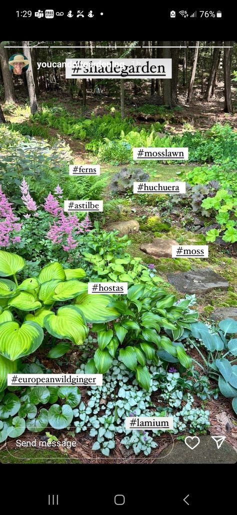 Designing A Garden, Garden From Scratch, Front Lawn Landscaping, Shade Tolerant Plants, Shade Loving Perennials, Shade Garden Plants, Hosta Gardens, Front Garden Landscape, Southern Garden