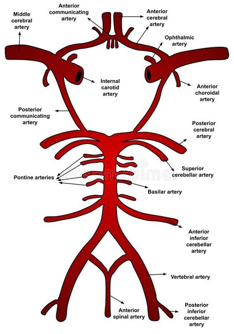 Illustration about Illustration of blood vessels and brain circulation, circle of willis with labels. Illustration of brain, flow, willis - 197379708 Circle Of Willis, Vertebral Artery, Carotid Artery, Brain Anatomy, Health And Fitness Magazine, Medical Anatomy, Healthy Diet Tips, Daily Health Tips, Fitness Advice