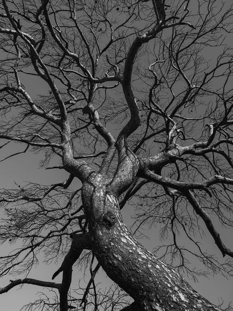 Leafless Tree, Resin Art Canvas, Tree Textures, Bare Tree, Black And White Tree, Tree Photography, Artist Portfolio, Tree Free, Photo Tree