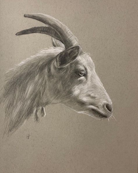 Goat Side Profile, Goat Profile, Goat Anatomy, Goat Paintings, Dark Cottagecore Decor, Goat Design, Sheep Paintings, Goat Art, Profile Drawing