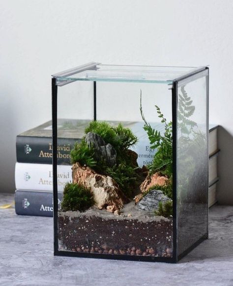 Aquarium Hardscape, Small Terrarium, Beautiful Terrariums, Nature Aquarium, Farm Lifestyle, Moss Terrarium, Garden Terrarium, Terrarium Diy, Vivarium