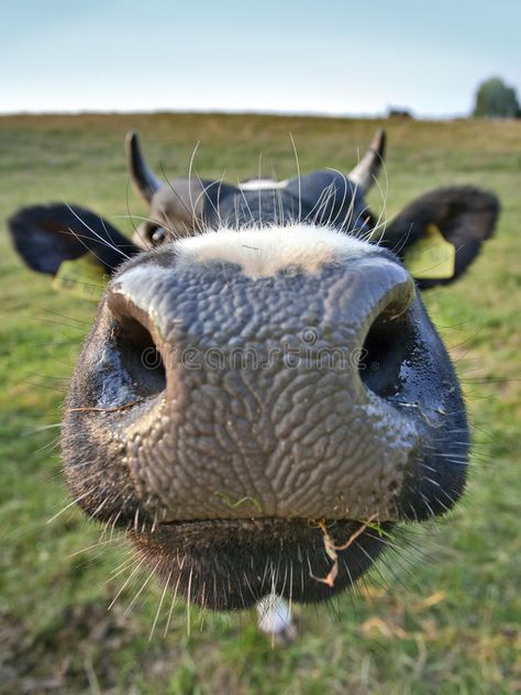 Big nose cow. Wide angle shot of cow nose , #Aff, #cow, #nose, #Big, #shot, #angle #ad Photos Of Cows Faces, Shaggy Cow Picture, How To Paint Cow Eyes, Cow Nose Drawing, Big Nose Drawing, Cow Person, Cow Reference, Funny Cow Pictures, Cow Faces