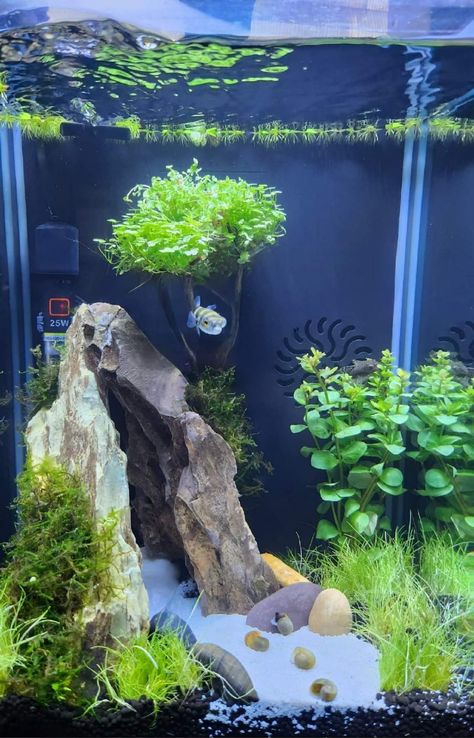 River Aquascape, Large Aquascape Aquarium, Virtual Aquarium, Riparium Aquascape, Cube Aquarium Aquascape, Aquascaping Ideas, Aqua Scape, Iaplc Aquascape, Seiryu Stone Aquascape