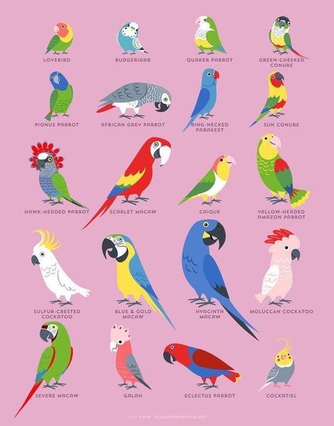 Parrot Drawing, Parrot Pet, Parrots Art, Funny Parrots, Macaw Parrot, Parakeets, Studio Room, Pet Bird, Exotic Birds