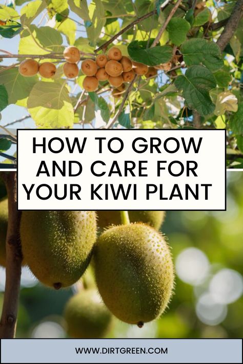 Learn how to grow and care for your kiwi plant with expert tips and advice. Perfect for home gardeners looking to expand their fruit garden! #KiwiPlant #ExpertTips #HomeGarden #FruitPlants #GardenAdvice Growing Kiwi Vines, Kiwi Plant How To Grow, Kiwi Plant, Kiwi Growing, Kiwi Vine, Diy Arbour, Plant Zones, Growing Tips, Kiwi Fruit