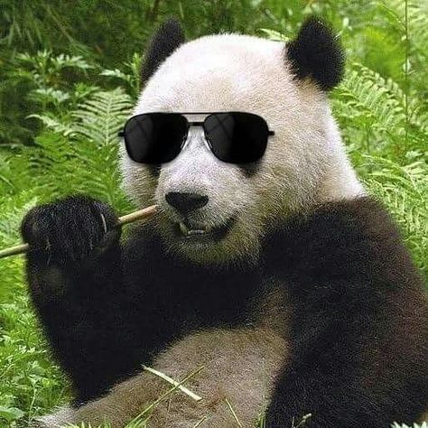 Cool Panda, Bright Smile, Smile On, Panda Bear, Atom, Domain Name, Sense