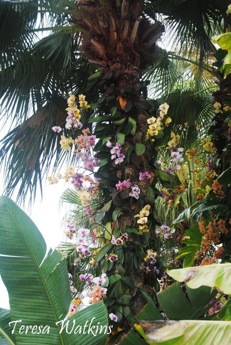 Orchid On Palm Tree, Orchids On Palm Trees, Orchids In Trees, Orchid Garden Ideas Backyards, Orchids On Trees, Hawaiian Flower Arrangements, Garden Orchids, Orchid Wall, Hanging Orchid