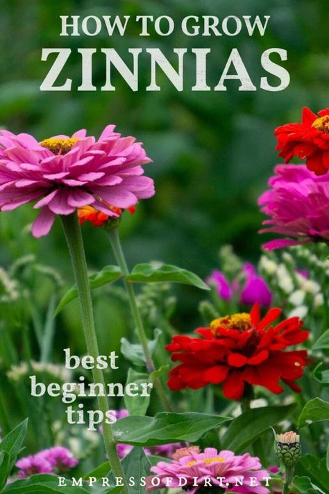 Growing Zinnias, Cold Climate Gardening, Zinnia Garden, Flowers In Bloom, Backyard Flowers, Zinnia Flowers, Growing Tips, Cut Flower Garden, Summer Plants