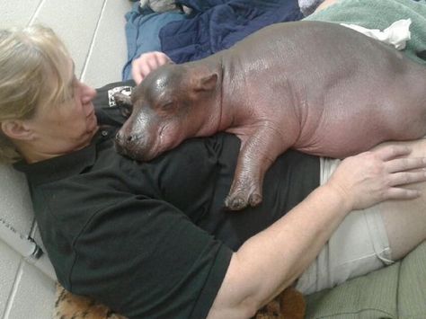 Baby hippo update: Fiona, Cincinnati Zoo's adored baby hippo, being held  chest to chest to regulate her breathing - Story Animals Habitat, Fiona The Hippo, Zoo Pictures, Clever Animals, Zoo Trip, Three Dog, Hippopotamus For Christmas, Cincinnati Zoo, Hungry Hippos