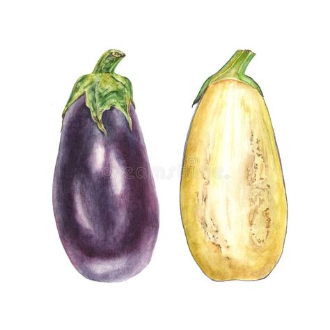 Botanical watercolor illustration of blue eggplant aubergine whole and cut on wh #Sponsored , #SPONSORED, #AFFILIATE, #watercolor, #blue, #cut, #illustration Eggplant Illustration, Watercolor Blue, Portfolio Template, Botanical Watercolor, Background Illustration, Watercolor Illustration, Eggplant, Stock Illustration, White Background