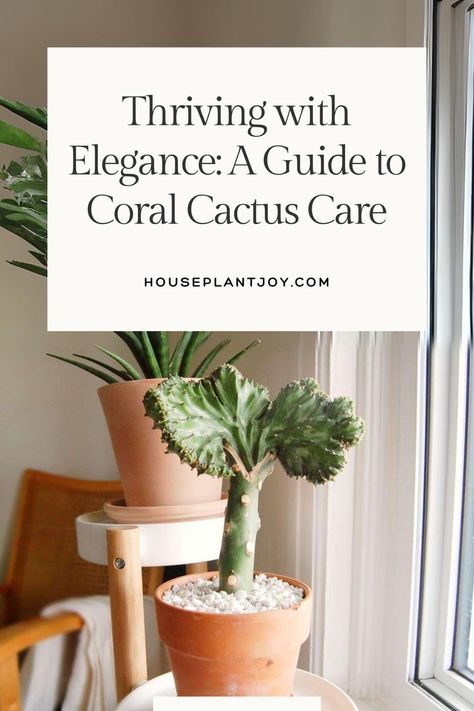 I’ve always loved the unique look of the Coral Cactus! 🌵✨ Its vibrant colors add something special to any room, but caring for it has been quite the journey. 🌿 #CoralCactus #PlantCare #UniquePlants #IndoorGardening #GreenLiving Coral Cactus, Cactus Care, Cactus Plant, The Coral, Unique Plants, Green Living, Plant Care, Cactus Plants, Something Special