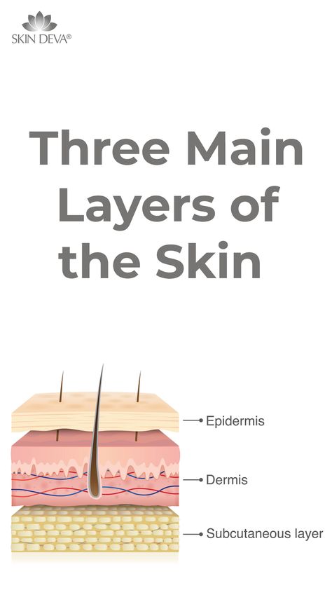 Dermis Layers, Skin Diagram Anatomy, Layers Of Skin Anatomy, Dermis Layers Anatomy, Skin Layers Anatomy Project, Structure Of Skin, 5 Layers Of Epidermis, Epidermis Layers, Skin Knowledge