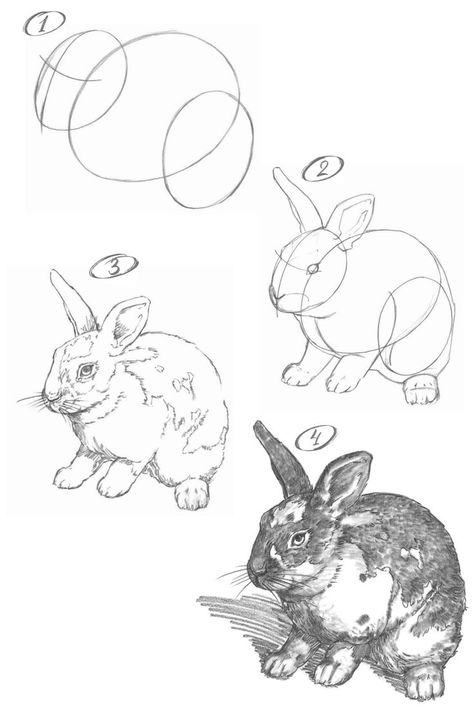 How to draw a rabbit. Step-by-step tutorial. How To Draw A Rabbit Step By Step Easy, How To Draw A Rabbit Step By Step, How To Draw Bunnies, Drawing Tutorial Animals, How To Draw A Bunny Step By Step, How To Draw A Rabbit, Rabbit Drawing Step By Step, Rabbit Drawing Tutorial, How To Draw A Bunny