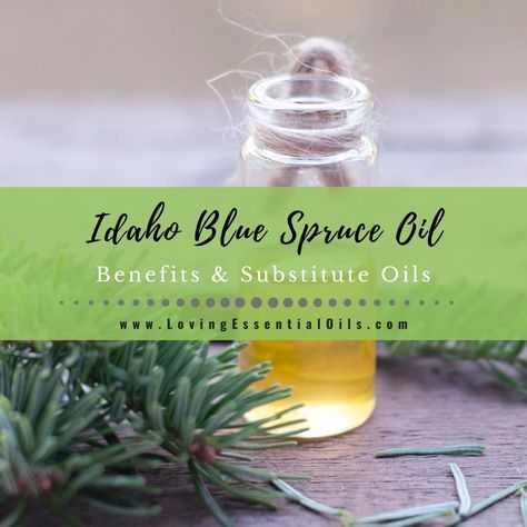 Lets explore the Idaho Blue Spruce Essential Oil benefits and uses! This conifer oil is known for its ability to support respiratory and relieve stress/tension. Idaho Blue Spruce Diffuser Blends, Idaho Blue Spruce Essential Oil, Fir Needle Essential Oil, Idaho Blue Spruce, Spruce Essential Oil, Oil Substitute, Juniper Essential Oil, Fennel Essential Oil, Juniper Berry Essential Oil