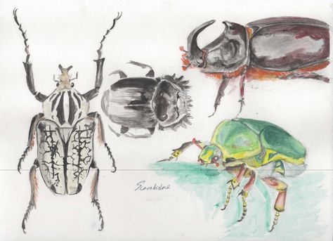 Scarabaeidae Beetle studies by KeraJoan.deviantart.com on @DeviantArt Cute Bug Painting, Insect Watercolor Painting, Bugs Painting, Terracotta Home Decor, Watercolor Bugs, Bug Watercolor, Bug Painting, Insects Painting, Terracotta Home