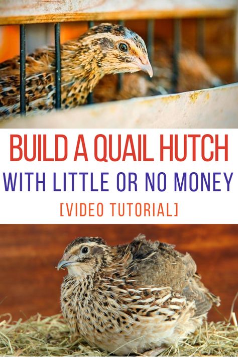 Need quail cages designed for egg production? What about a quail flight pen? Here's an easy tutorial! Pet Quail Cage, Quail Pen Diy, Diy Quail Tractor, Pvc Quail Cage, Quail House Diy, How To Keep Quail, Quail Pen Ideas Diy, Quail House Ideas, Easy Quail Coop