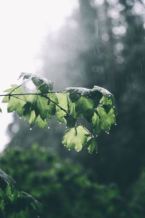 hannahkemp: “Rainy Days ” Rainy Photography, Rainy Day Photography, Cozy Rainy Day, Rainy Day Aesthetic, I Love Rain, Rain Wallpapers, Image Nature, Love Rain, Rainy Season