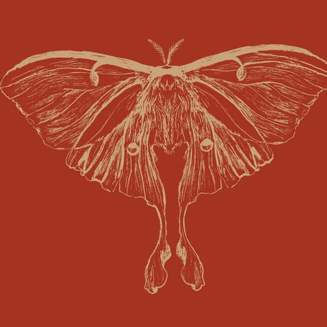 Moth Widget, Red Moth Aesthetic, Moth Background Iphone, Moth Aesthetic Dark, Moth Poster, Red Moth, Moth Grunge Aesthetic, Moth Graphic, Orange Moth Aesthetic