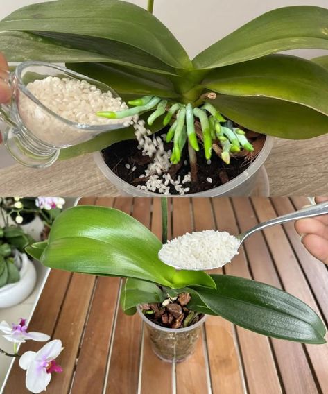 Fertilize the orchid like this, so that it blooms profusely and for a long time! – Tasty Recipes Repotting Orchids, Indoor Orchids, Orchid Fertilizer, Orchid Plant Care, Plant Care Houseplant, Growing Orchids, Organic Compost, Orchids Garden, The Orchid