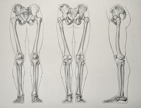 Bone Drawing, Leg Anatomy, Anatomy Bones, Skeleton Anatomy, Male Figure Drawing, Drawing Legs, Leg Bones, Skeleton Drawings, Human Anatomy Drawing