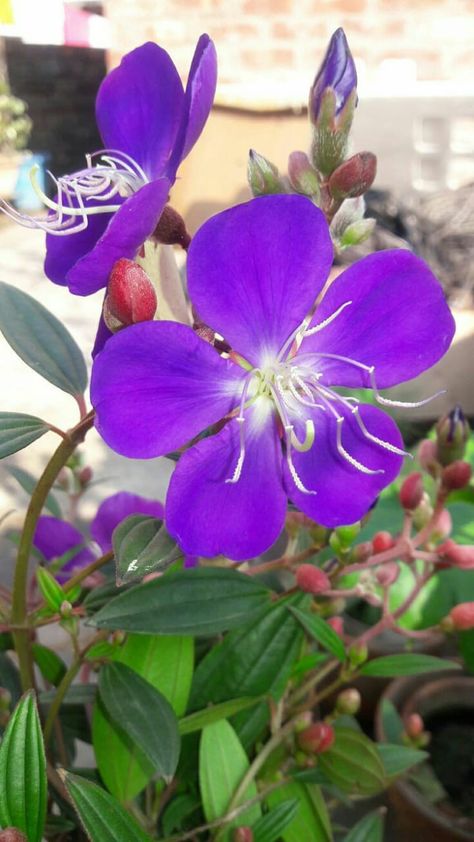 Tibouchina urvilleana Fashionable Saree Blouse Designs, Beautiful Nature Scenes, Nature Scenes, Beautiful Nature, Beautiful Flowers, Drawings, Plants, Flowers, Design