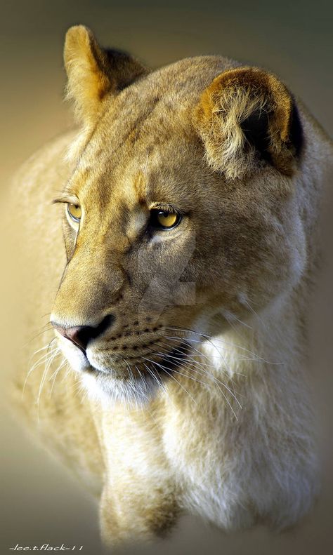 Regard Animal, Regnul Animal, Female Lion, Lion And Lioness, Big Cats Art, Lion Pictures, African Lion, Majestic Animals, Lion Tattoo