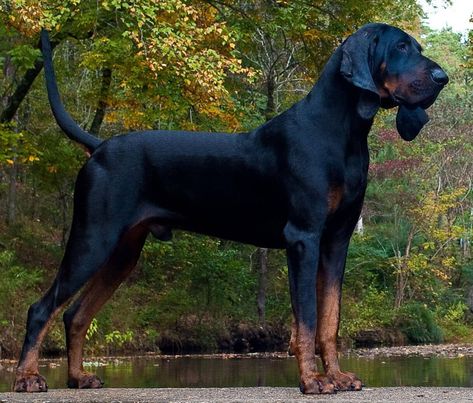 Dog Base, Native American Dog, Crow Or Raven, Coonhound Puppy, Photo Shoot Aesthetic, List Of Dog Breeds, Hell Hound, Black And Tan Coonhound, Blue Tick