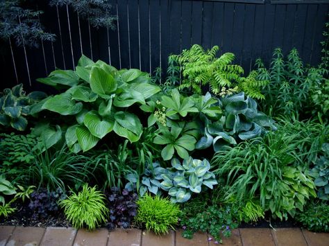 Shade Garden Design, Hosta Gardens, Plants Growing, Have Inspiration, Woodland Garden, Garden Borders, Shade Plants, Garden Cottage, Small Gardens