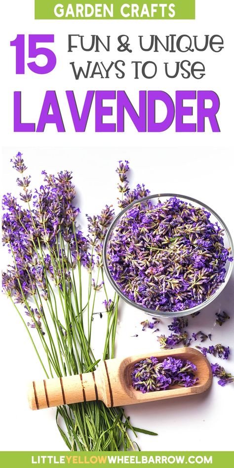 Lavender Plant Care, Dry Lavender, Lavender Uses, Lavender Crafts, Lavender Leaves, Lavender Recipes, Growing Lavender, Dried Lavender Flowers, Lavender Wreath