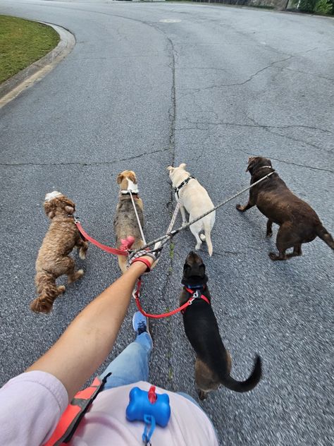 Taking Care Of Dogs, Dog Walking Pictures, Pet Sitting Aesthetic, Walking Dogs Aesthetic, Animal Care Aesthetic, Dog Care Aesthetic, Pet Lover Aesthetic, Dog Walker Aesthetic, Dog Trainer Aesthetic