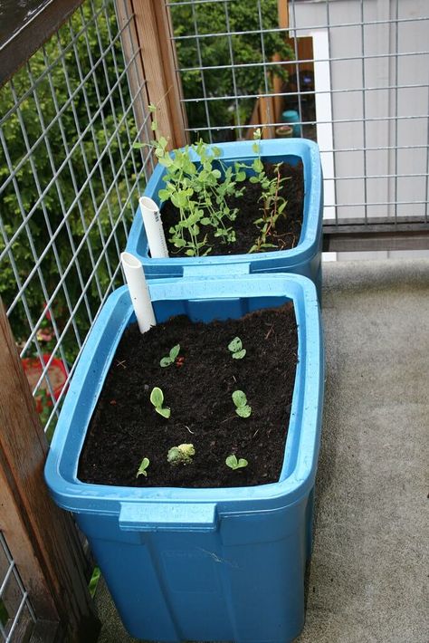 Self Watering Containers, Raised Garden Bed Plans, Diy Raised Garden, Raised Garden Beds Diy, Permaculture Design, Meteor Garden 2018, Winter Project, School Garden, Urban Gardening