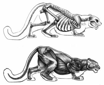 snow leopard anatomy drawn Snow Leopard Skeleton, Snow Leopard Sketch, Snow Leopard Anatomy, Panther Anatomy, Feline Skeleton, Panther Skeleton, Leopard Anatomy, Snow Leopard Aesthetic, Animal Anatomy Art