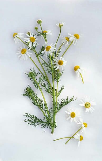 German Chamomile Plant, Sprig Illustrations, Chamomile Illustration, Chamomile Print, Wild Chamomile, Thistle Plant, Best Herbs To Grow, Chamomile Plant, Herbs To Grow