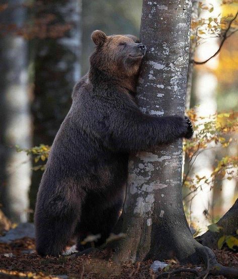 bear Black Bear Decor, Alaska Wildlife, Bear Spray, Bear Photos, Strange Photos, Bear Pictures, Love Bear, Big Bear, Grizzly Bear